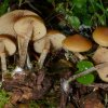 Galerina marginata, Gifthäubling